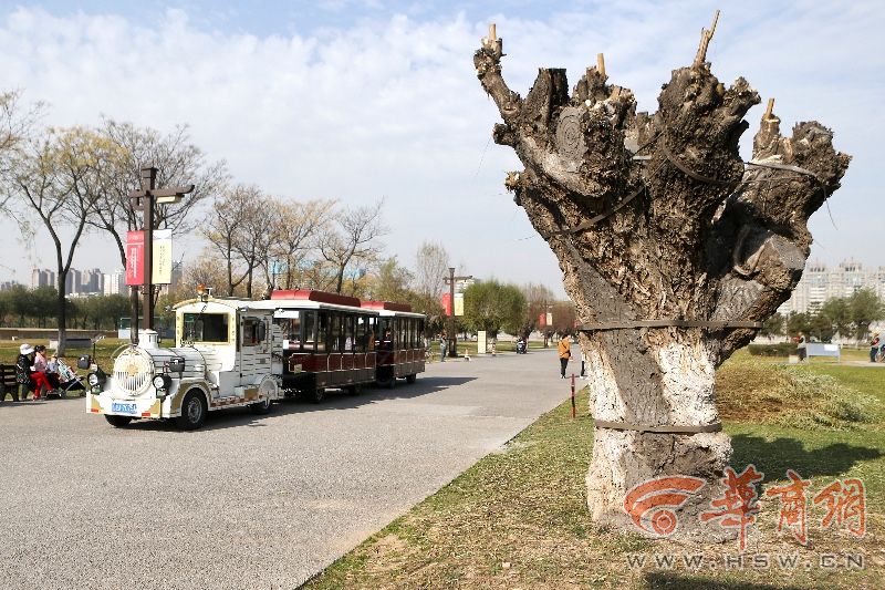 大明宫公园20棵大树刷水泥捆铁箍进行保护