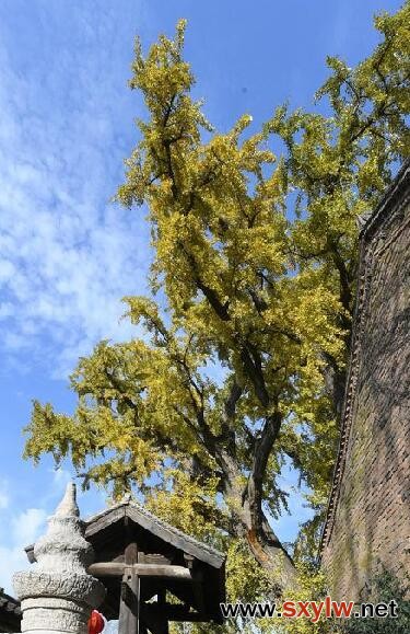1700岁银杏树断枝3个月 附近村民盼着早日加固养护