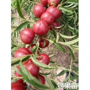 供应钙果苗，中华钙果苗，农大1-8号