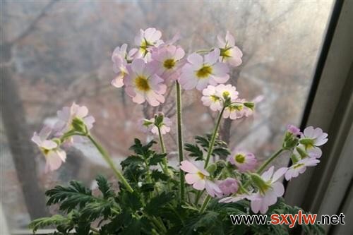 濒危植物陕西羽叶报春首次在原产地陕西开花