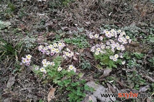 濒危植物陕西羽叶报春首次在原产地陕西开花